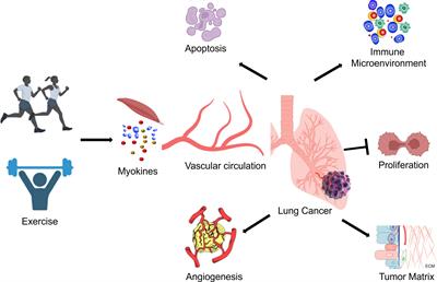 Mechanisms of exercise in the treatment of lung cancer – a mini-review